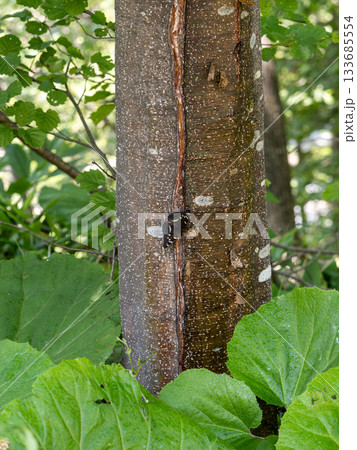 オオイチモンジ オオイチモンジ 133685554