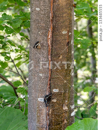 オオイチモンジ オオイチモンジ 133685555