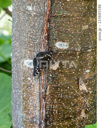 オオイチモンジ オオイチモンジ 133685586