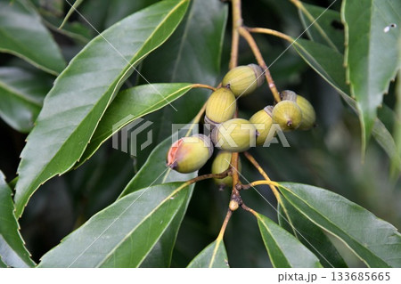 アラカシの実 アラカシの実 133685665