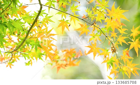 紅葉 秋 11〜12月 木漏れ日 紅葉 秋 11〜12月 木漏れ日 133685708