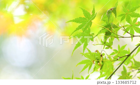 紅葉 秋 11〜12月 木漏れ日 133685712