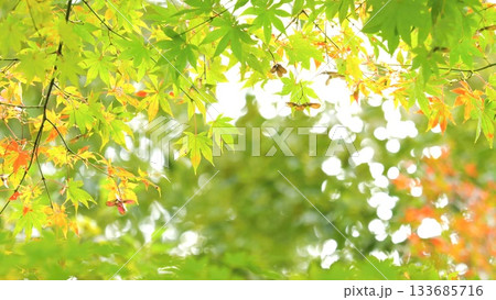 紅葉 秋 11〜12月 木漏れ日 133685716