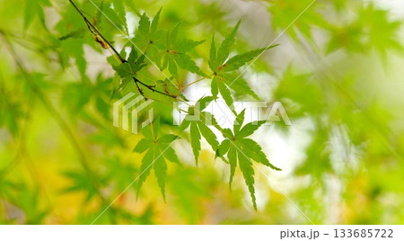 紅葉 秋 11〜12月 木漏れ日 133685722