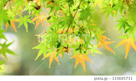 紅葉 秋 11〜12月 木漏れ日 133685731