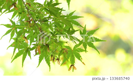 紅葉 秋 11〜12月 木漏れ日 紅葉 秋 11〜12月 木漏れ日 133685740