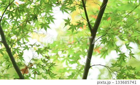 紅葉 秋 11〜12月 木漏れ日 133685741