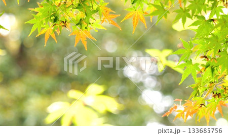 紅葉 秋 11〜12月 木漏れ日 133685756