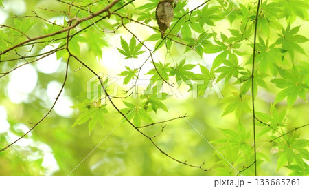 紅葉 秋 11〜12月 木漏れ日 紅葉 秋 11〜12月 木漏れ日 133685761