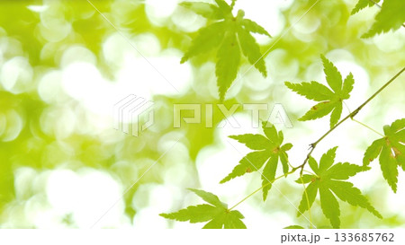紅葉 秋 11〜12月 木漏れ日 133685762