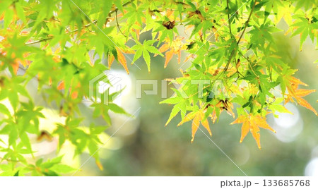 紅葉 秋 11〜12月 木漏れ日 133685768