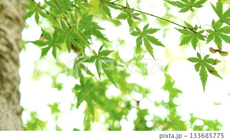 紅葉 秋 11〜12月 木漏れ日 紅葉 秋 11〜12月 木漏れ日 133685775