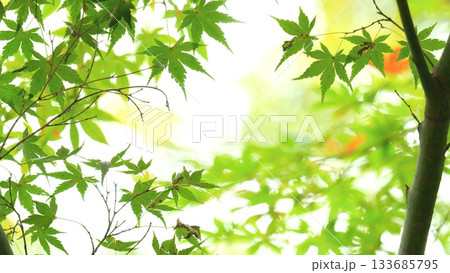 紅葉 秋 11〜12月 木漏れ日 133685795