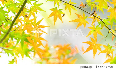紅葉 秋 11〜12月 木漏れ日 133685796