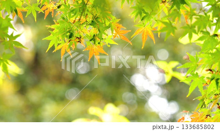 紅葉 秋 11〜12月 木漏れ日 133685802