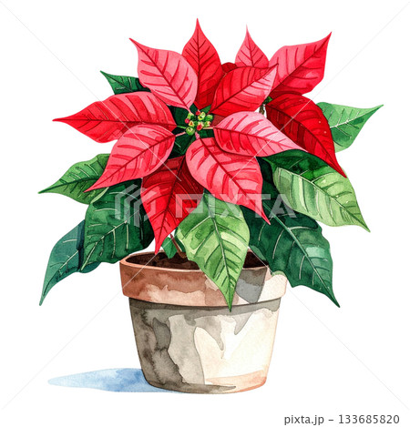 ポインセチアの鉢植え　水彩イラスト 133685820