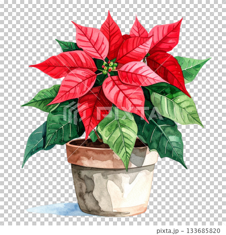 ポインセチアの鉢植え　水彩イラスト 133685820