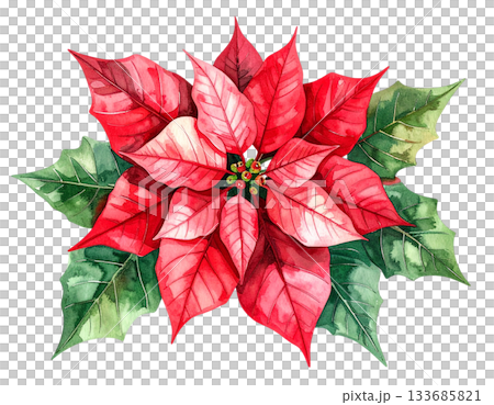 Poinsettia watercolor illustration 133685821