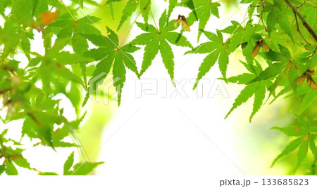 紅葉 秋 11〜12月 木漏れ日 紅葉 秋 11〜12月 木漏れ日 133685823