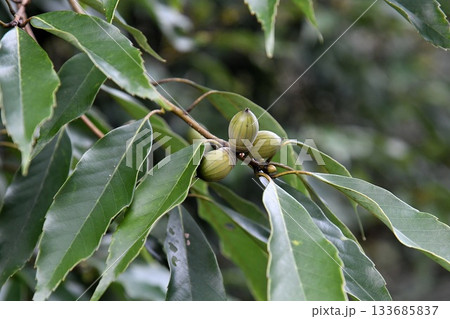 アラカシの実 133685837