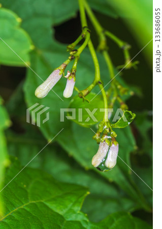 雨に濡れたヘクソカズラの蕾01 133686055