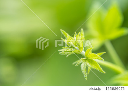 夏の山　野草の若い芽のアップ01 133686073