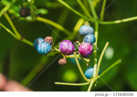 秋の山　ノブドウのカラフルな実04 133686086