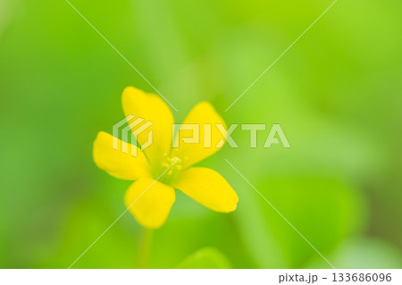 秋の森　カタバミの黄色の花05 133686096