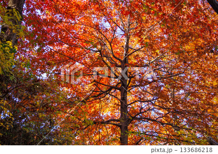 紅葉の時期に大人気の石垣の通り美しい風景 紅葉の時期に大人気の石垣の通り美しい風景 133686218