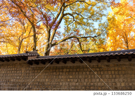 紅葉の時期に大人気の石垣の通り美しい風景 紅葉の時期に大人気の石垣の通り美しい風景 133686250