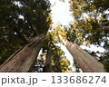 スギ　神代杉 133686274