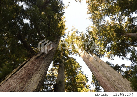 スギ　神代杉 133686274