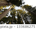 見上げる　スギ 133686275