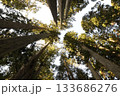 見上げる杉木立 133686276