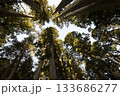 杉木立 133686277