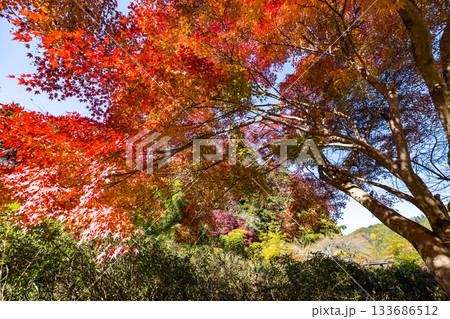 埼玉県飯能市　秋の東郷公園・秩父御嶽神社 133686512