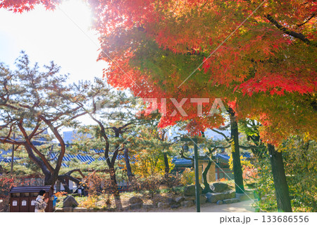 紅葉の時期に大人気の石垣の通り美しい風景 紅葉の時期に大人気の石垣の通り美しい風景 133686556