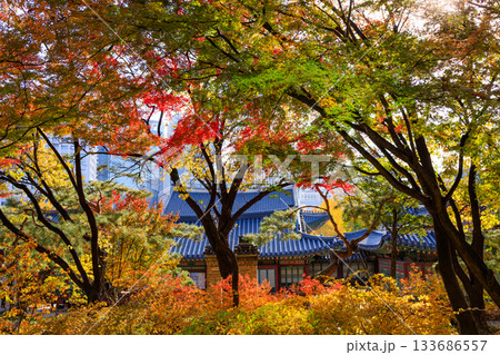 紅葉の時期に大人気の石垣の通り美しい風景 紅葉の時期に大人気の石垣の通り美しい風景 133686557