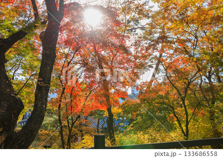 紅葉の時期に大人気の石垣の通り美しい風景 133686558