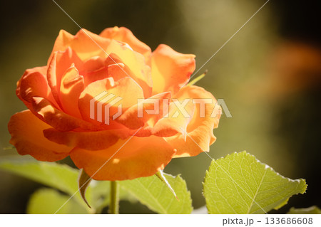 Nature. Orange rose flower for background 133686608