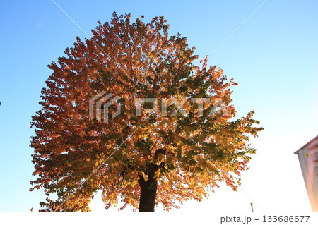 紅葉した公園の木々を撮影しました。 133686677