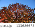 紅葉した木々を撮影しました。 133686678