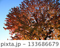 紅葉した木々を撮影しました。 133686679