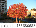 紅葉した木々を撮影しました。 133686682