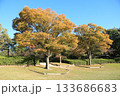 紅葉した公園の木々を撮影しました。 133686683
