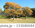 紅葉した公園の木々を撮影しました。 133686684