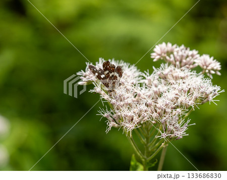 アカマダラ アカマダラ 133686830