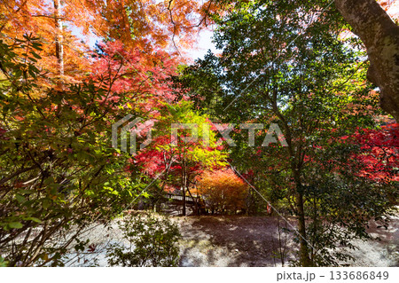 埼玉県飯能市　秋の東郷公園・秩父御嶽神社 133686849