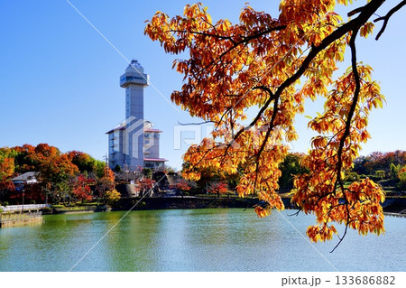 スカイワードあさひを彩る紅葉 どんぐりの木と秋の景観 スカイワードあさひを彩る紅葉 どんぐりの木と秋の景観 133686882