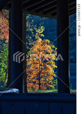 紅葉した木々 133687319